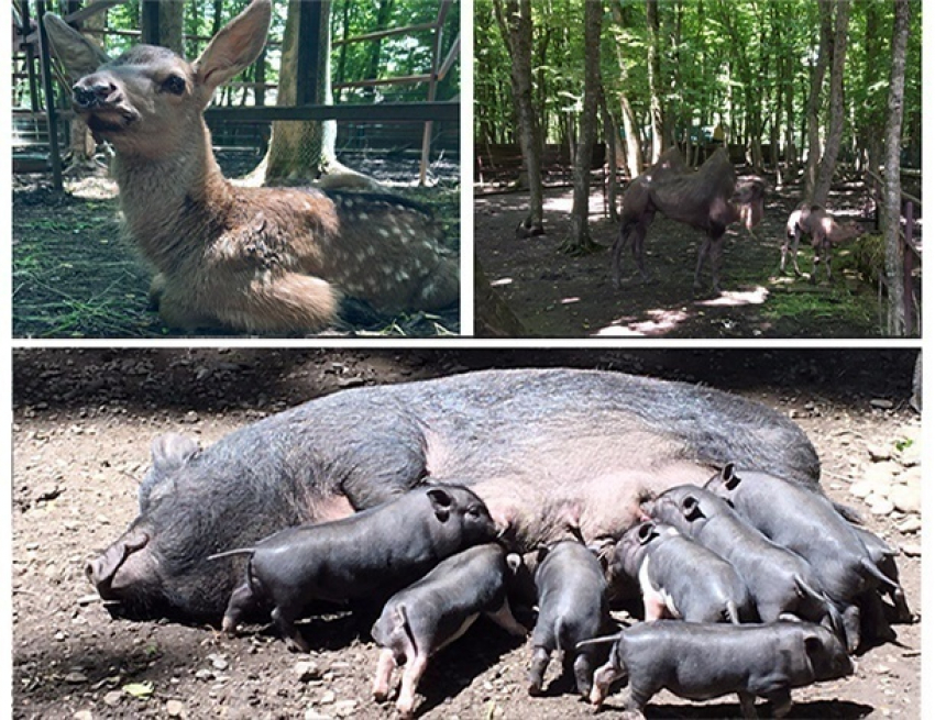Настоящий бэби-бум устроили животные зоопарка в Ставрополе