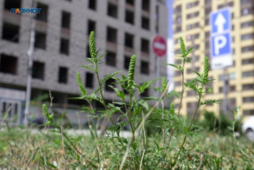 Адский сезон с цветением пыльцы начинается для аллергиков на Ставрополье