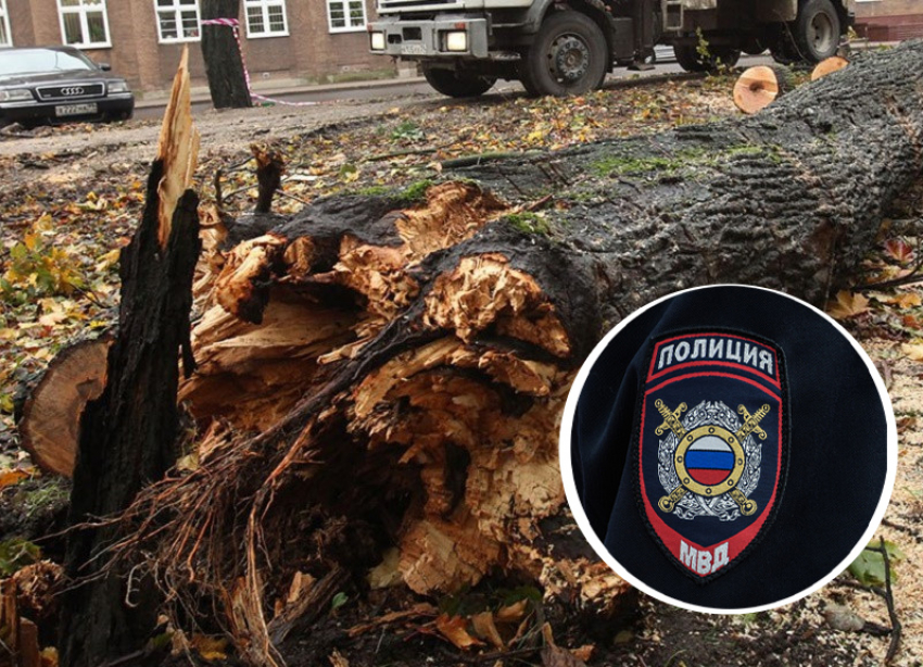 В Железноводске полиция взялась за проверку уничтожения деревьев