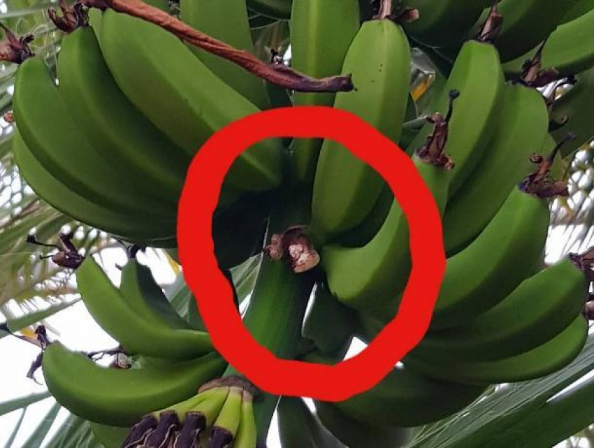 В ставропольском ботаническом саду вандалы оборвали зеленые бананы