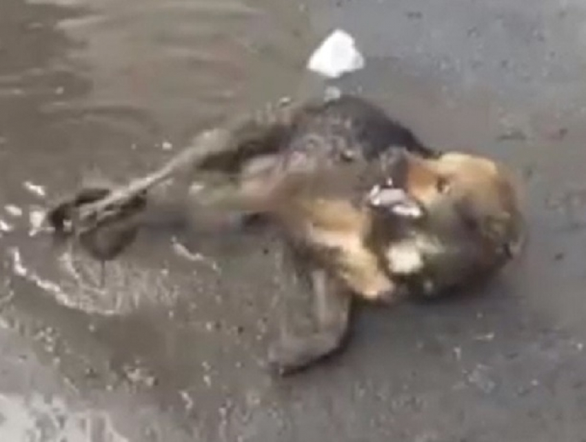 Мучительная агония отравленной дворовой собаки попала на видео в Ставрополе