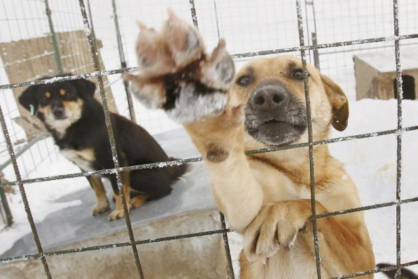 В Пятигорске проигнорировали 1,5 миллиона рублей, выделенных на содержание бездомных животных