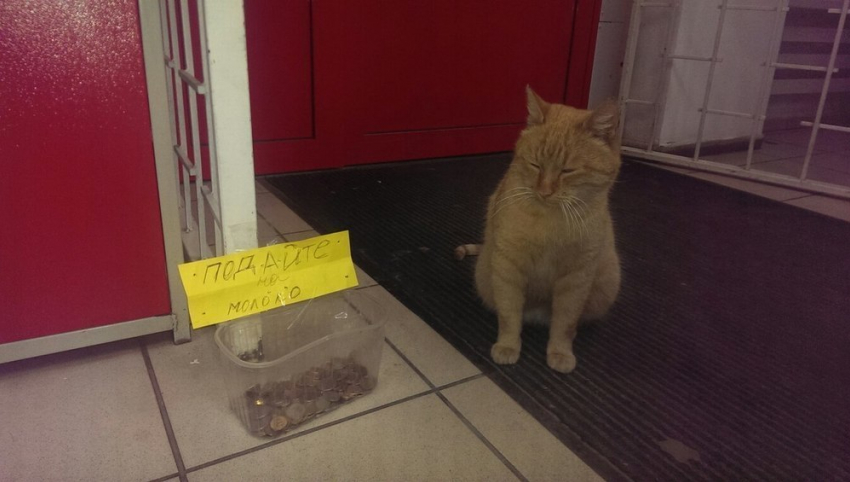 Кот по кличке Чубайс живет в одном из супермаркетов Ставрополя