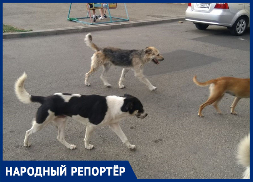 Стаи бродячих собак напугали жителей 204 квартала в Ставрополе 