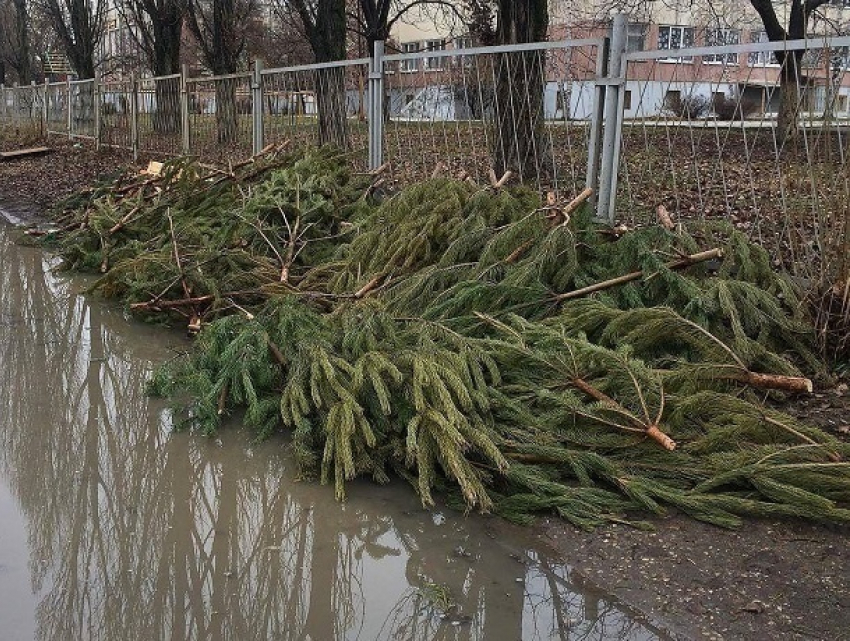 Брошенная гора непроданных елок вызвала волну гнева жителей Ставрополья 