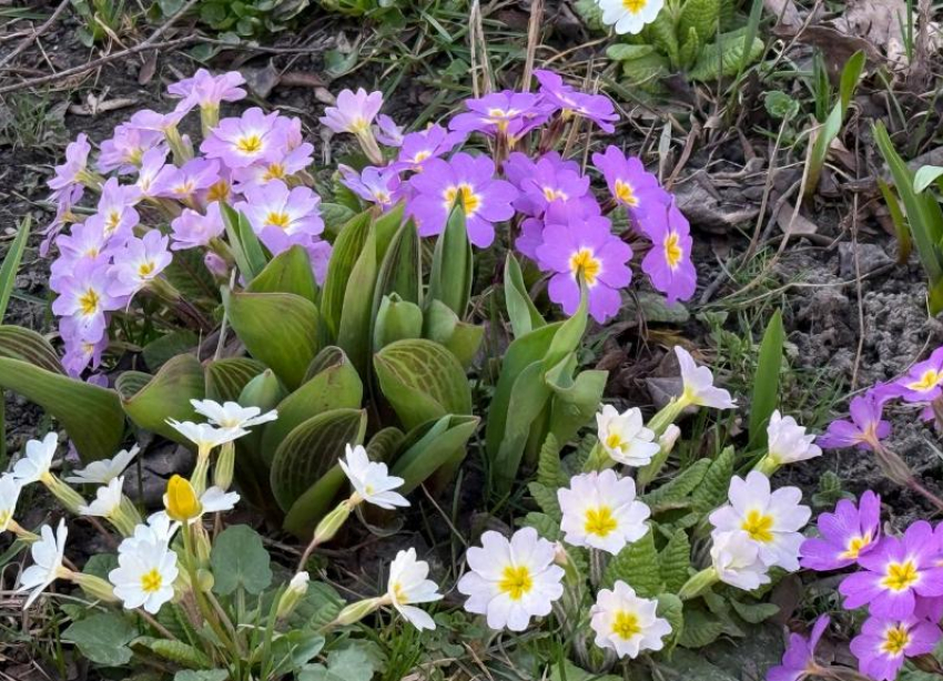 Стало известно, какой будет погода в Ставрополе в последнюю субботу марта