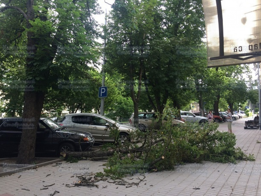 Три дерева рухнули из-за сильного ветра в Ставрополе 