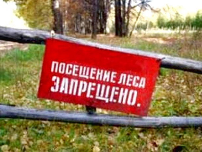 Ходить в лес запретили жителям Ставрополя