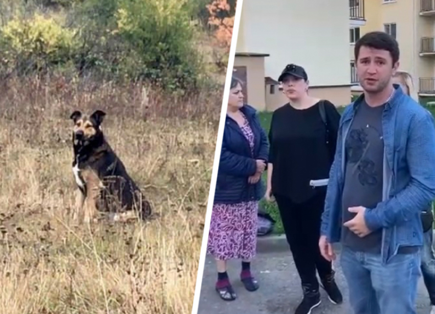 Жители Кисловодска требуют наказать убийц дворовых собак