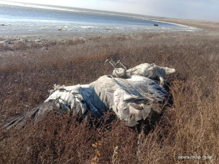 Трупы краснокнижных журавлей утилизировали в Петровском округе Ставрополья