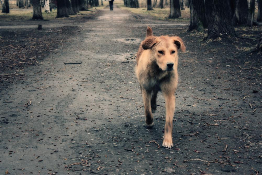 Приют для бродячих собак откроют на Ставрополье