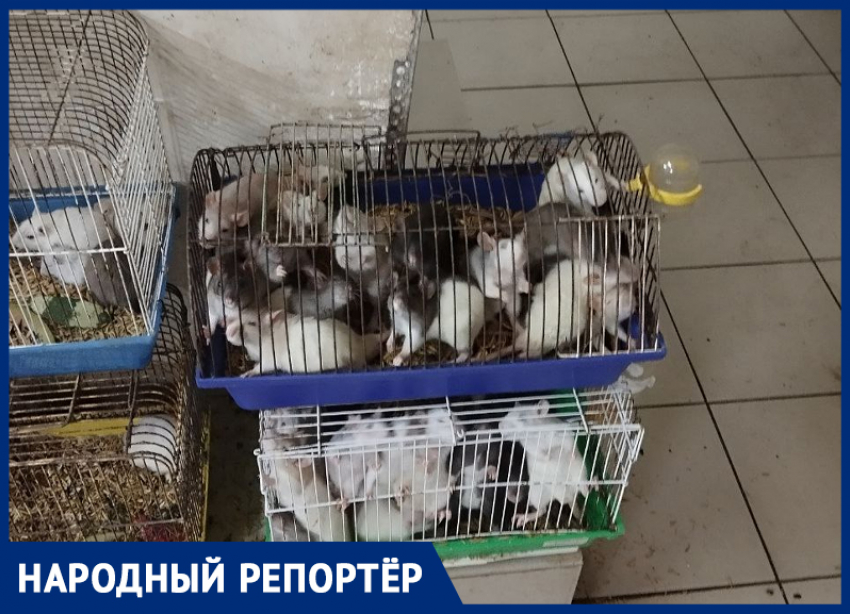 «Сжирают друг друга от тесноты»: ставропольчанка показала, в каких условиях находятся животные на зоорынке 