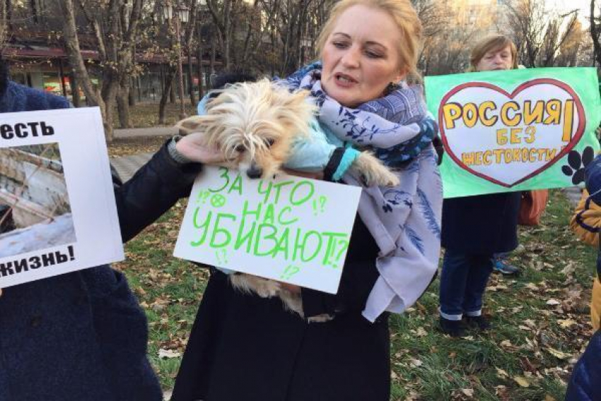 Ставропольчане потребовали ужесточения статьи УК за издевательство над животными