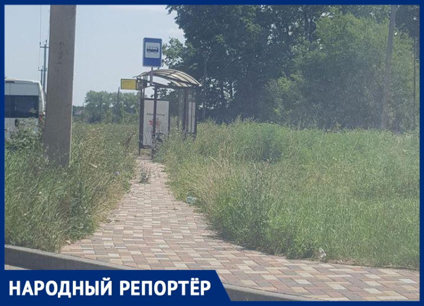Не видно остановок из-за высокой травы в Ставрополе
