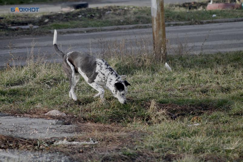Счет пошел на тысячи: сколько жителей Ставрополья покусали собаки в 2023 году?