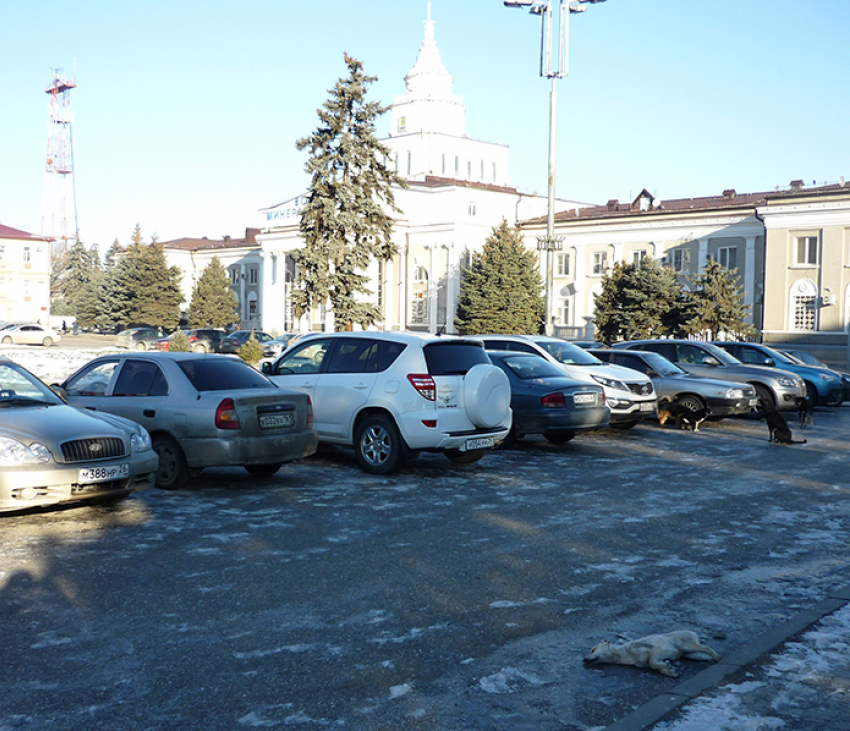 В МинВодах трупы бродячих собак лежат в центре города