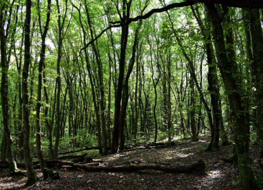 «Дикая поросль» — так власти Ставрополя назвали лес, отданный под спил для строительства школы
