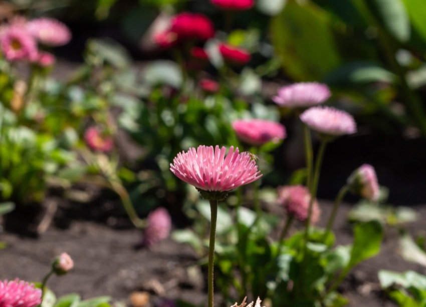 В Ставрополе в четверг будет до +24 и солнечно
