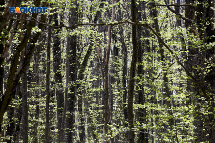 В Мамайском лесу Ставрополя мэрия обещает не вести строительство