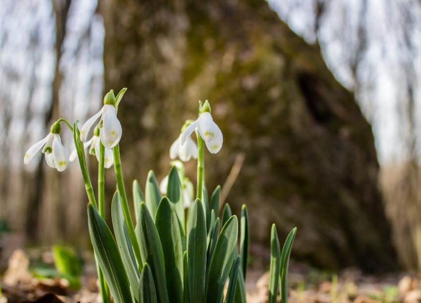 В Ставрополе в понедельник будет по-весеннему тепло