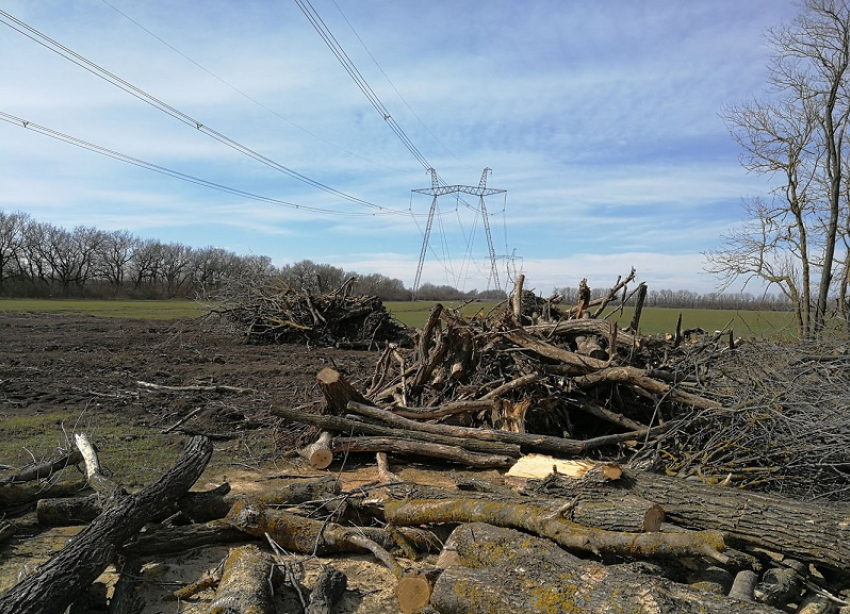 На Ставрополье черные лесорубы «нарубили дров» на 10 миллионов рублей