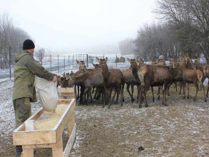 На Ставрополье открылась туристическая оленья ферма
