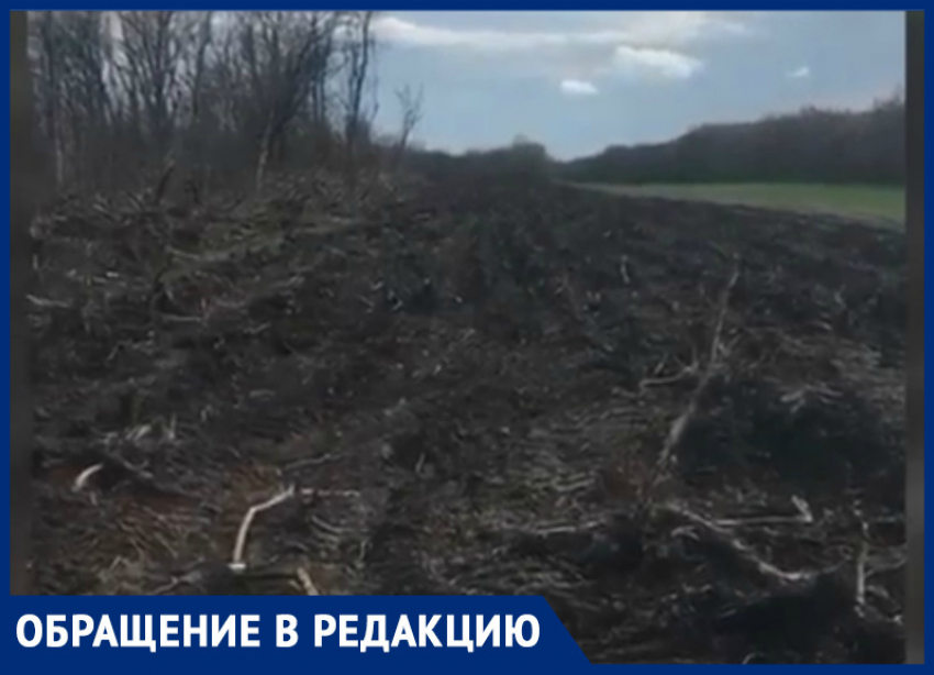 Ставропольцы недовольны массовой вырубкой деревьев