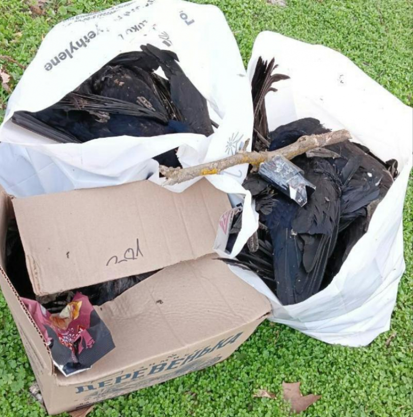Очередной случай гибели птиц теперь зафиксировали в Буденновске