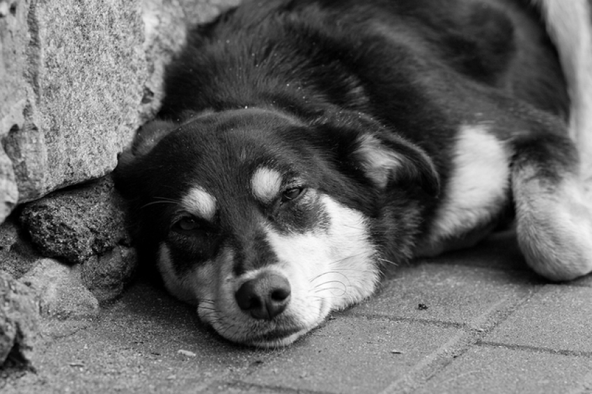 В одном из микрорайонов Пятигорска массово умирают собаки