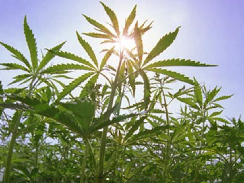 В Изобильненском районе мужчина на кошаре выращивал наркотики