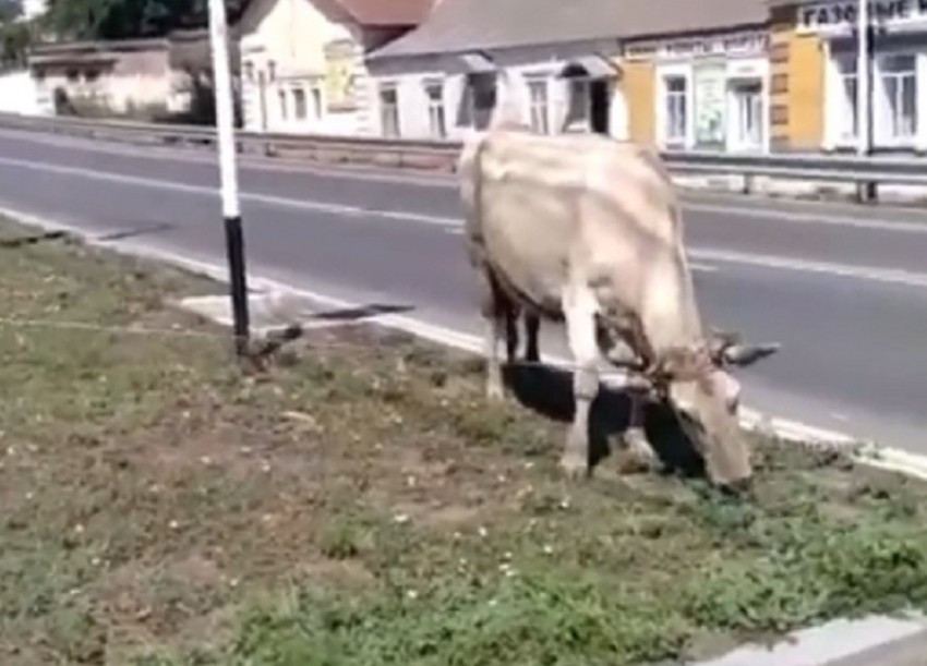 Мэр Невинномысска требует убрать с улиц города бродячих коров