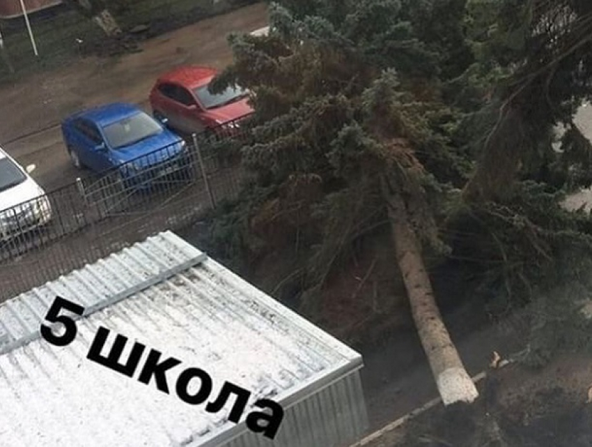 Огромная ель рухнула от сильнейшего ветра возле школы на Ставрополье 