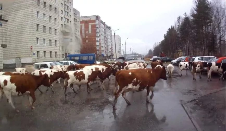 Стадо взбунтовавшихся коров хочет вывести на площадь Ленина в Ставрополе предводитель «Народного профсоюза»