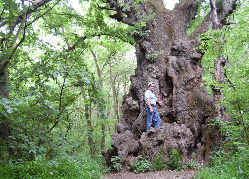 8 методов спилить дерево. 🌳 Технология правильного спила. ✅ Блог hohteplo.ru