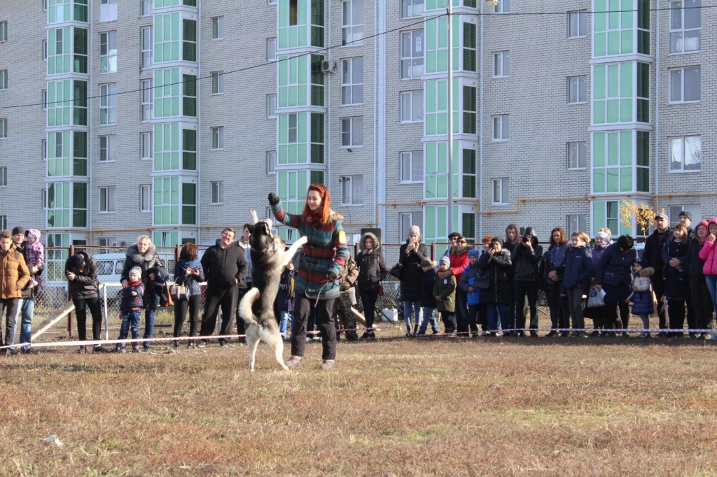 Супер пес3.jpg