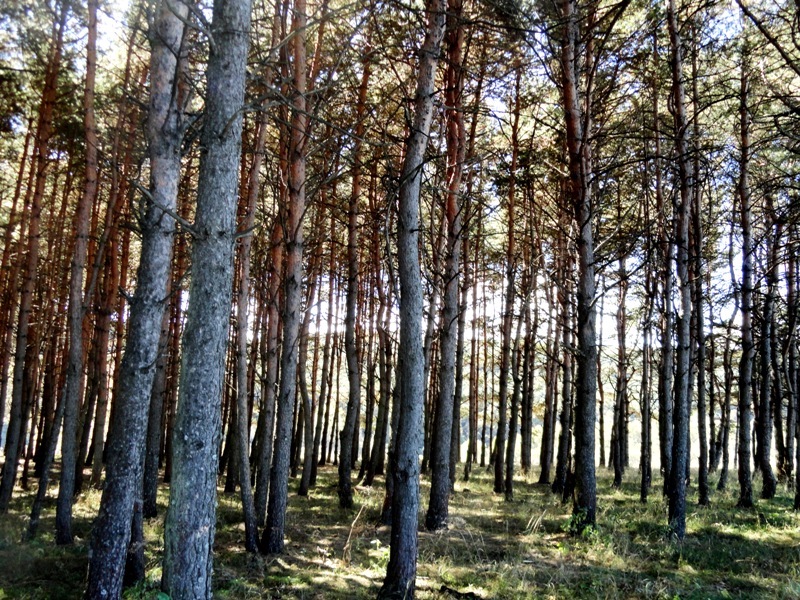 Сосновая роща Арзамас. Сосновая роща на лыжах Казань. Сосновая роща Волгоград. Сосновая роща Саратов.