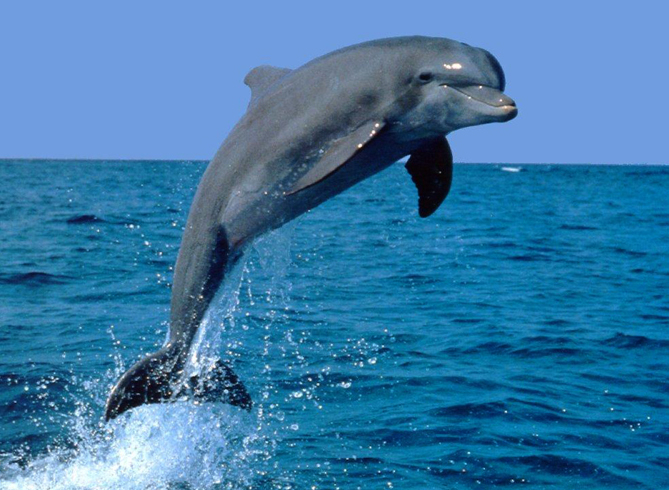 1, дельфин.jpeg