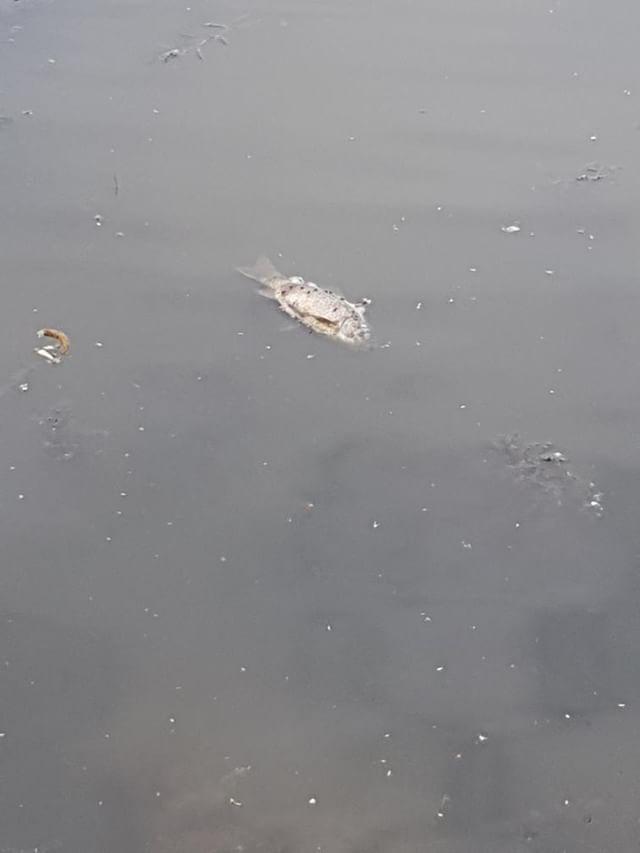 WhatsApp Image 2018-05-27 at 09.29.40.jpeg