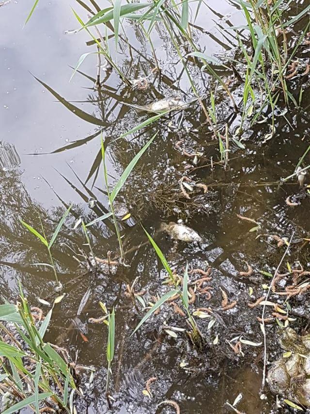 WhatsApp Image 2018-05-27 at 09.29.39.jpeg